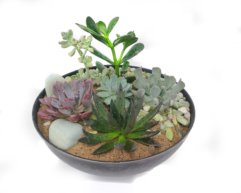 Succulent Garden...